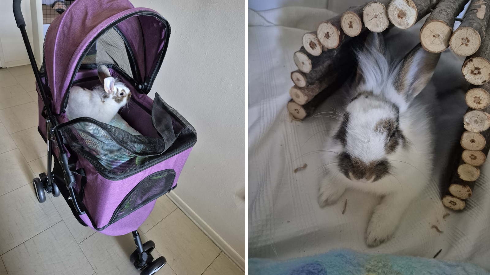 Rabbit adopted from Toronto Humane Society