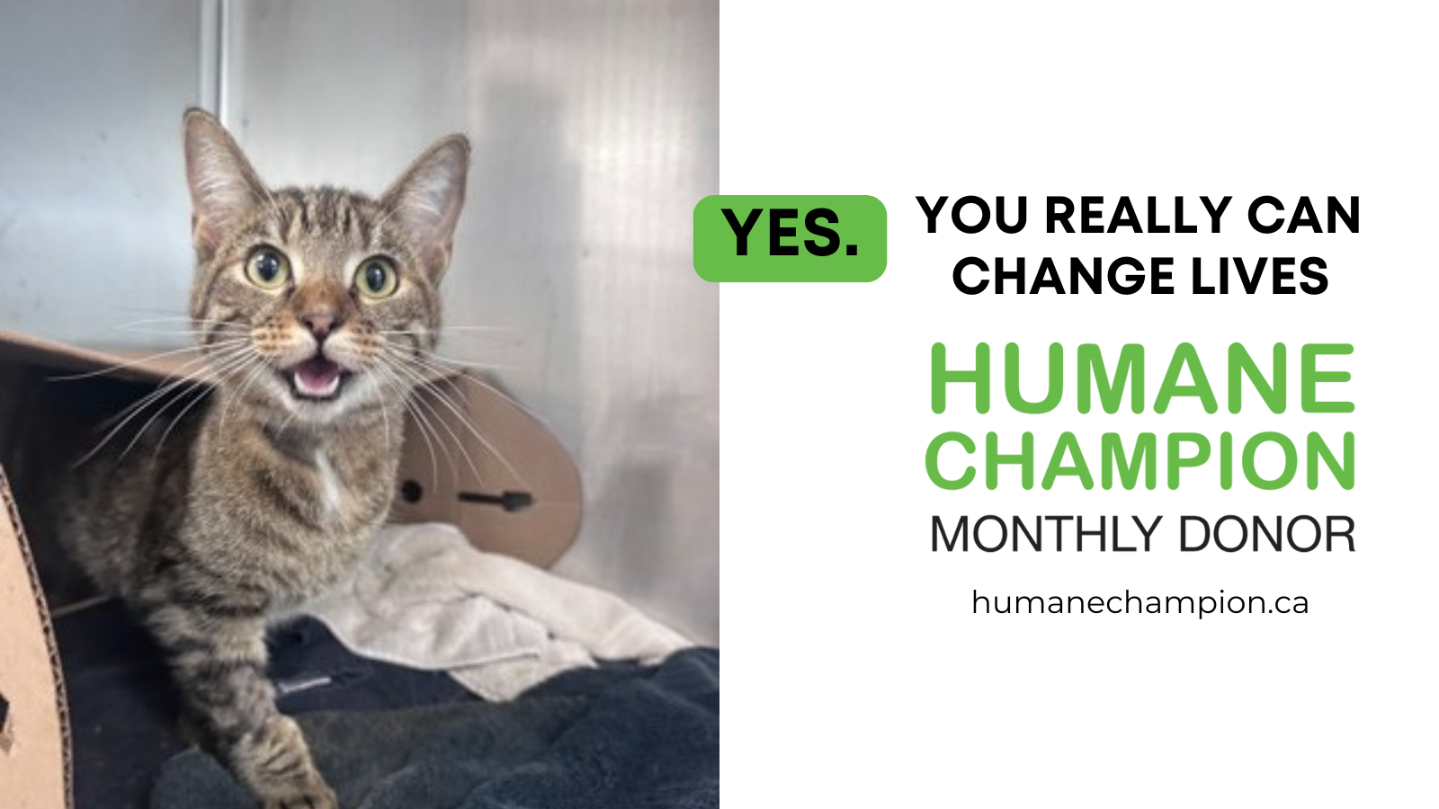 Cat Nola our Humane Champion Story
