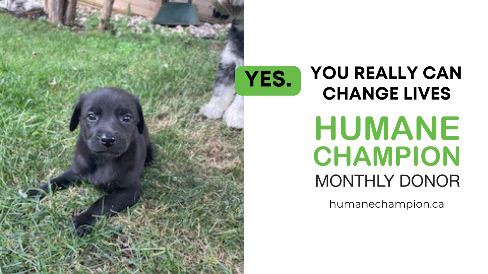 Dog Violet our Humane Champion Story