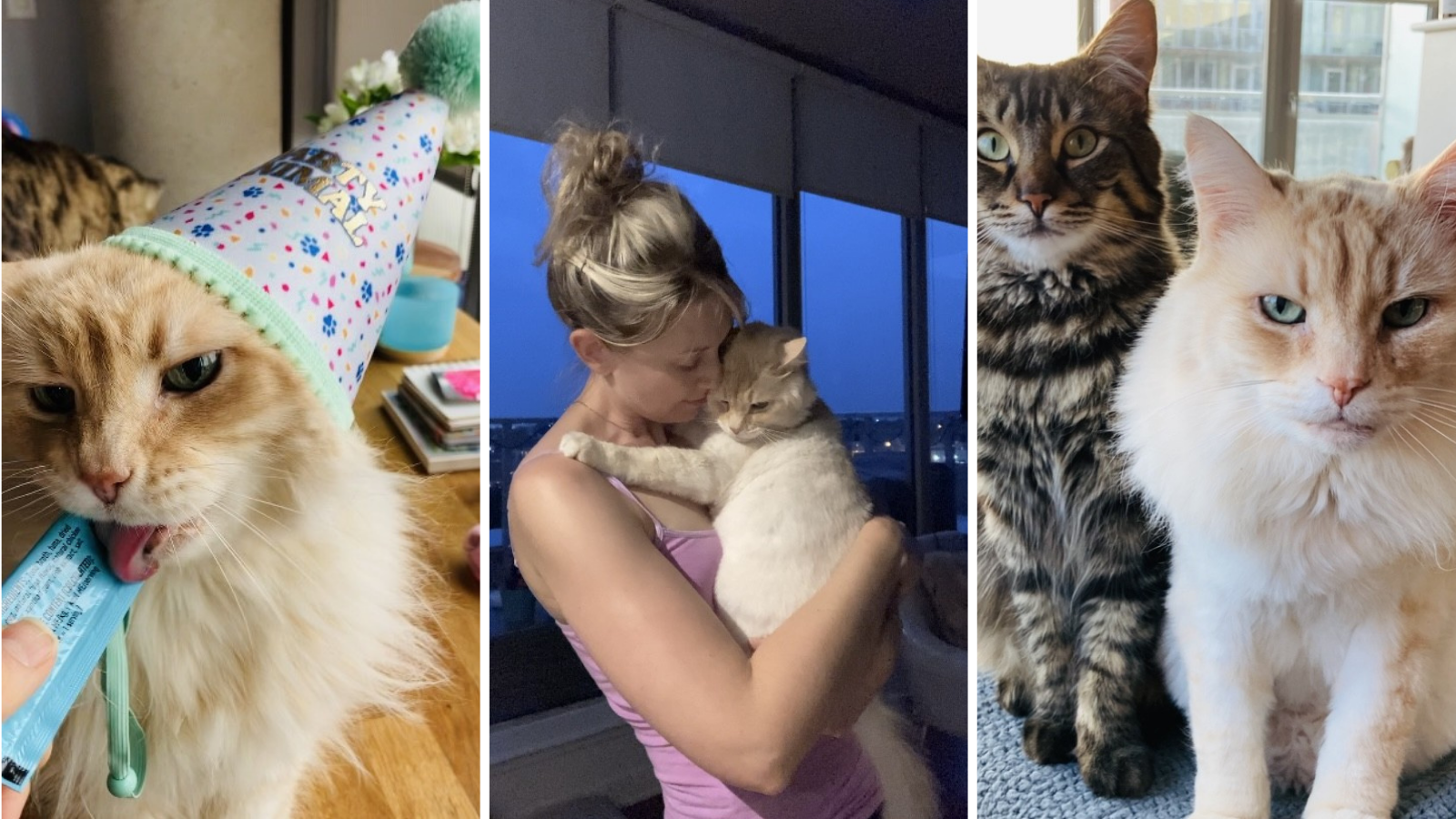 Cat adopted from Toronto Humane Society