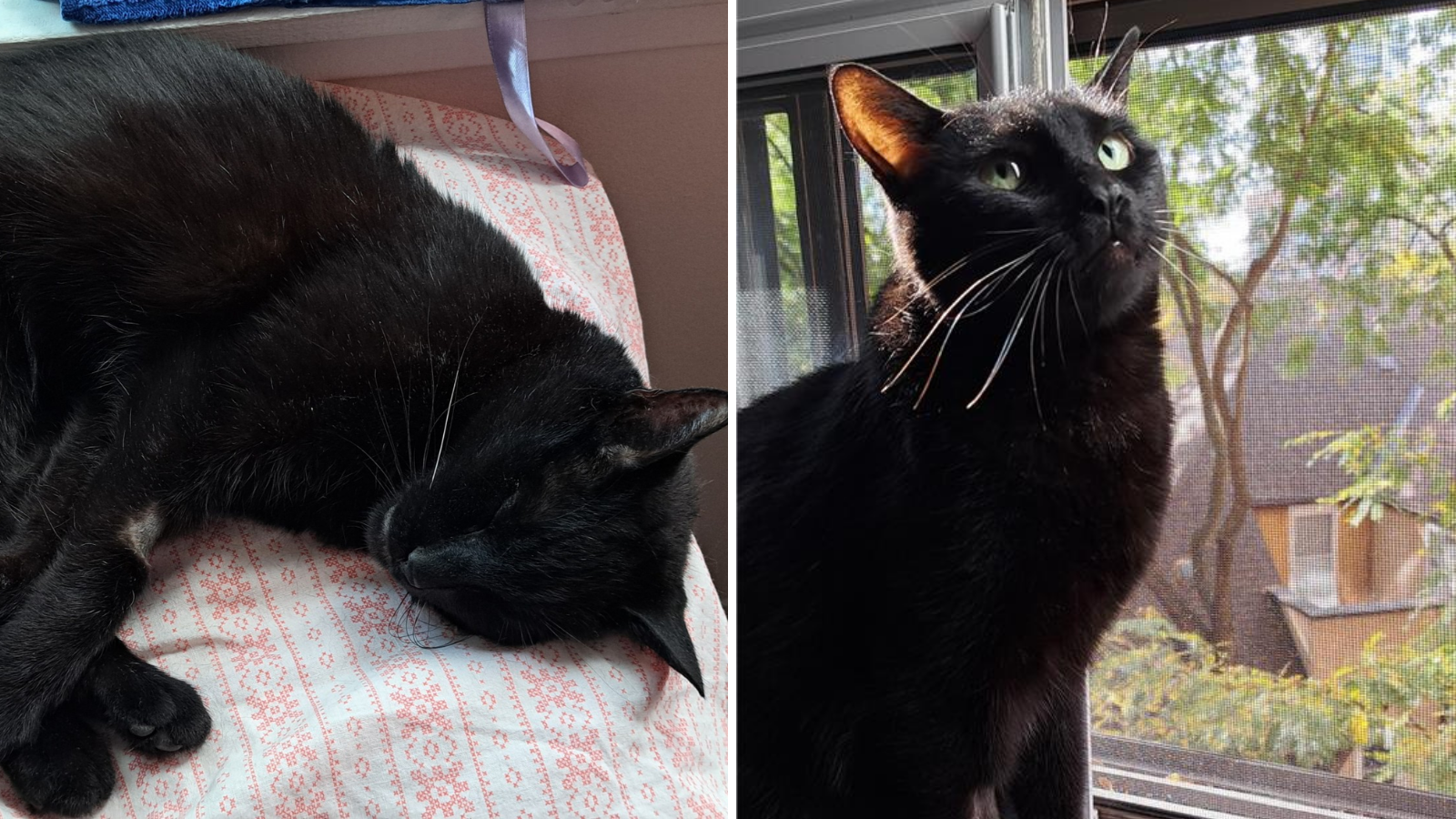 Cat adopted from Toronto Humane Societ