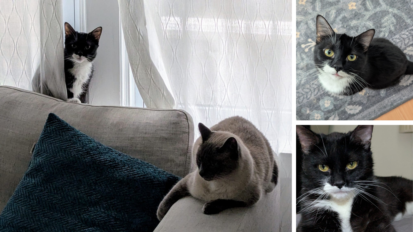 Cat adopted from Toronto Humane Society