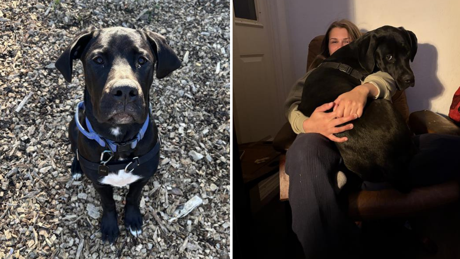 Dog adopted from Toronto Humane Society