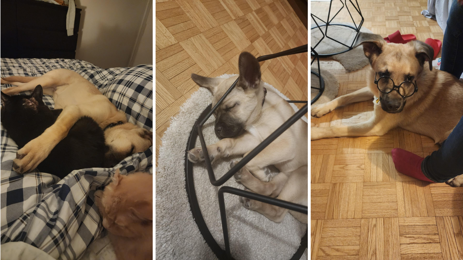 Dog adopted from Toronto Humane Society