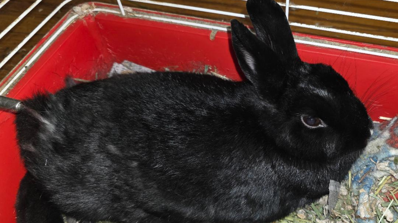 Bunny adopted from Toronto Humane Society