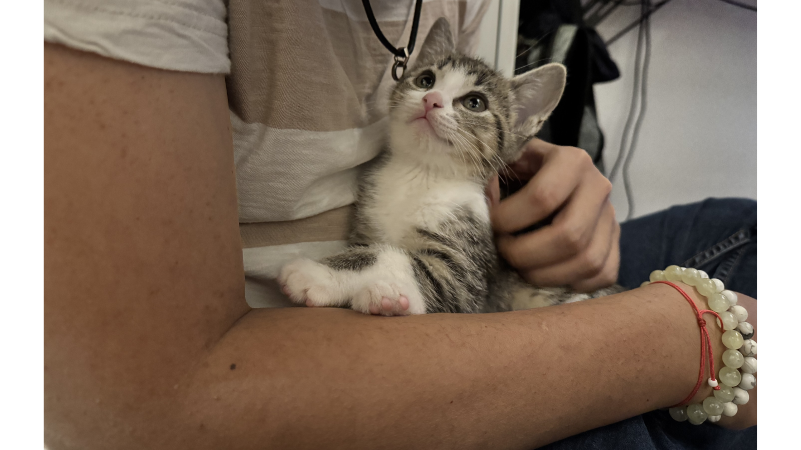 Cat adopted from Toronto Humane Society