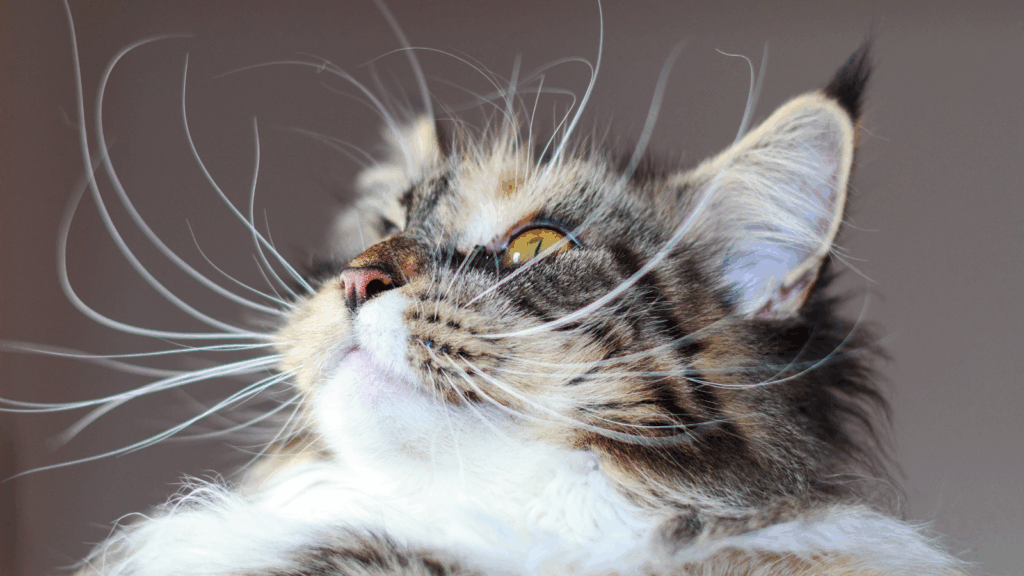 cat-whiskers--1024x576.png