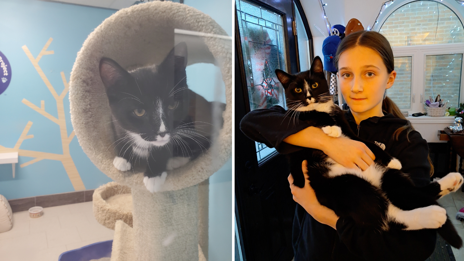 Cat adopted from Toronto Humane Society