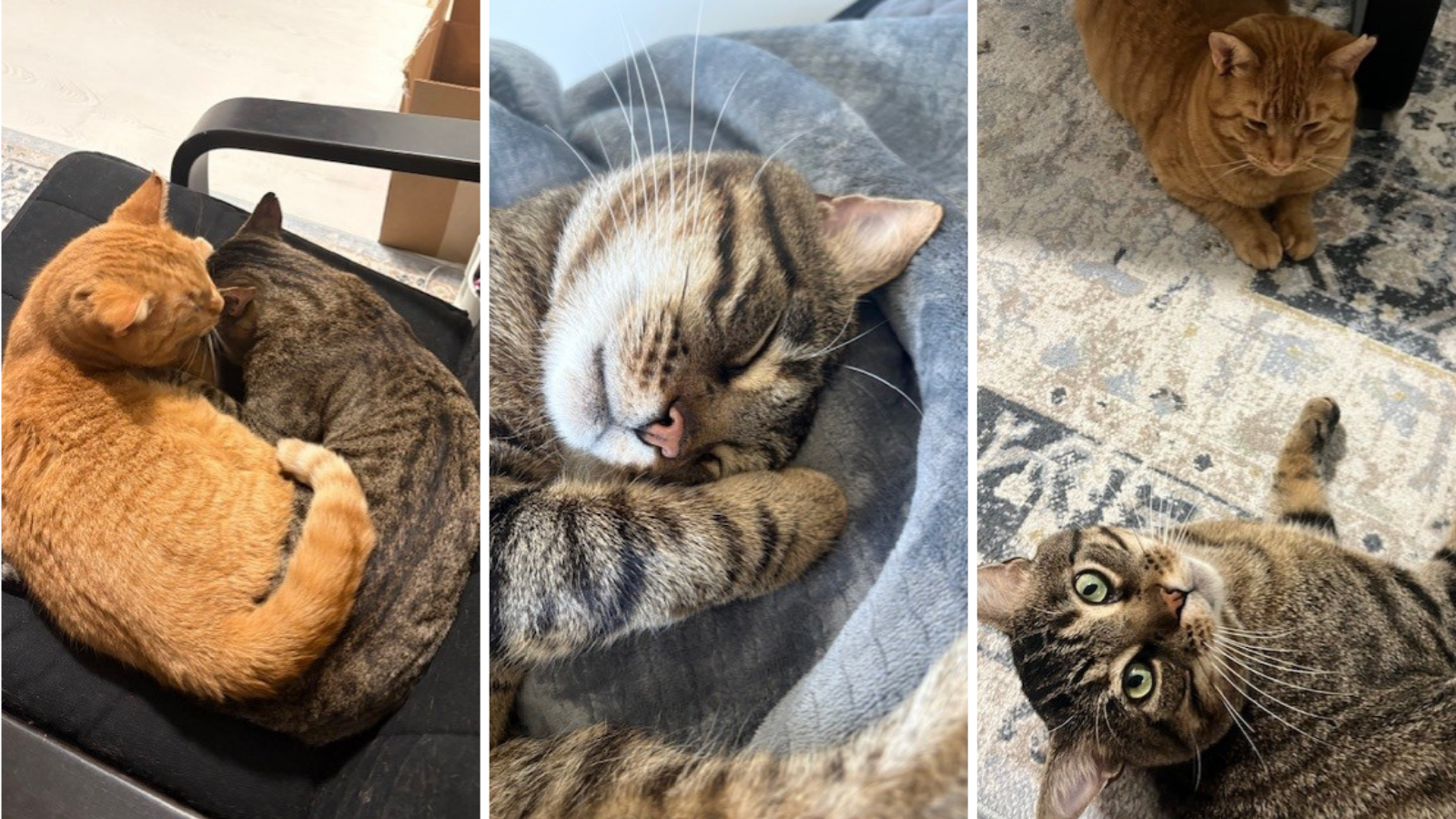 cat adopted from Toronto Humane Society