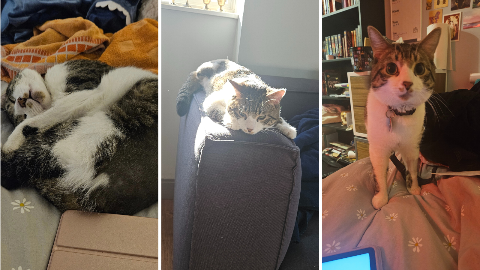 Cat adopted from Toronto Humane Society