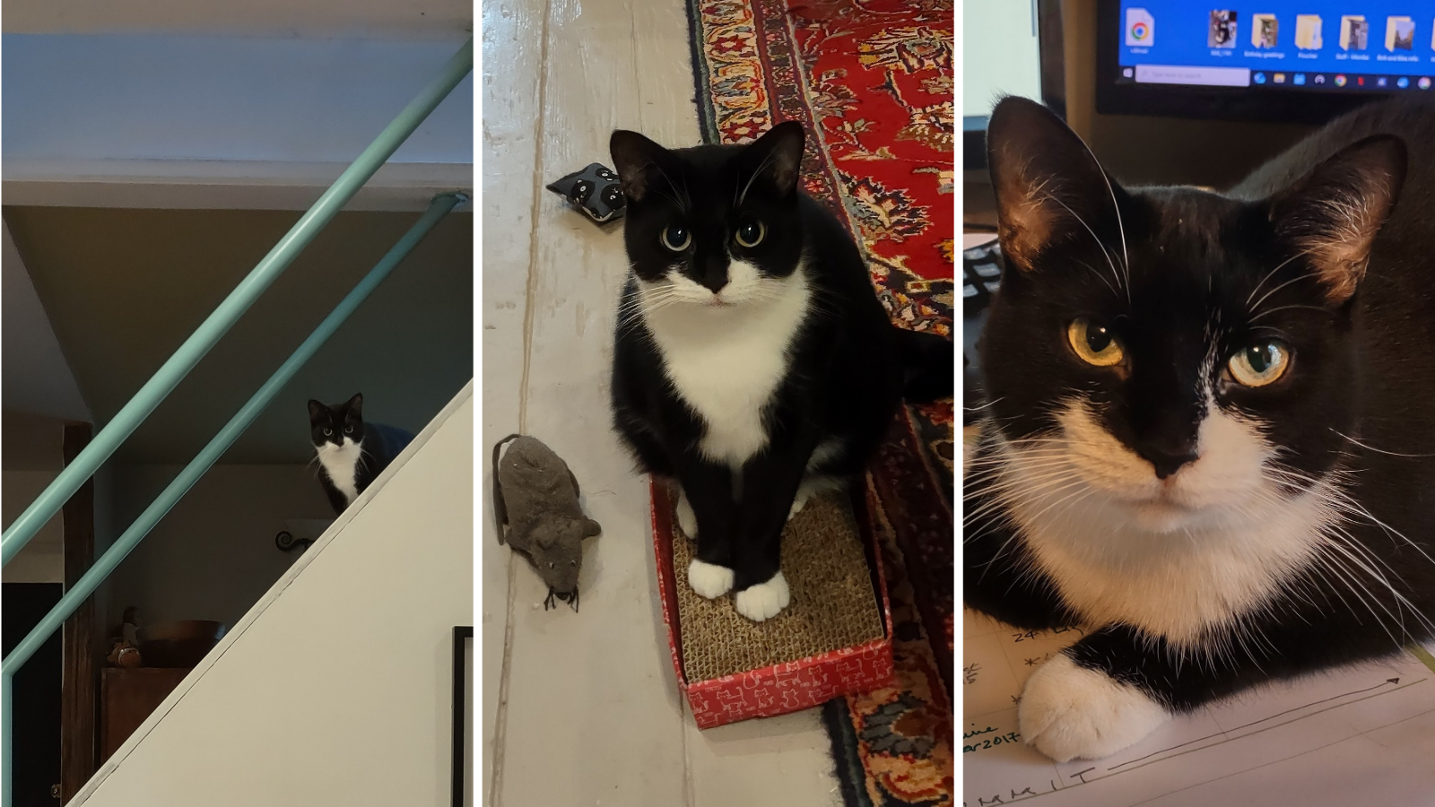 Cat adopted from Toronto Humane Society