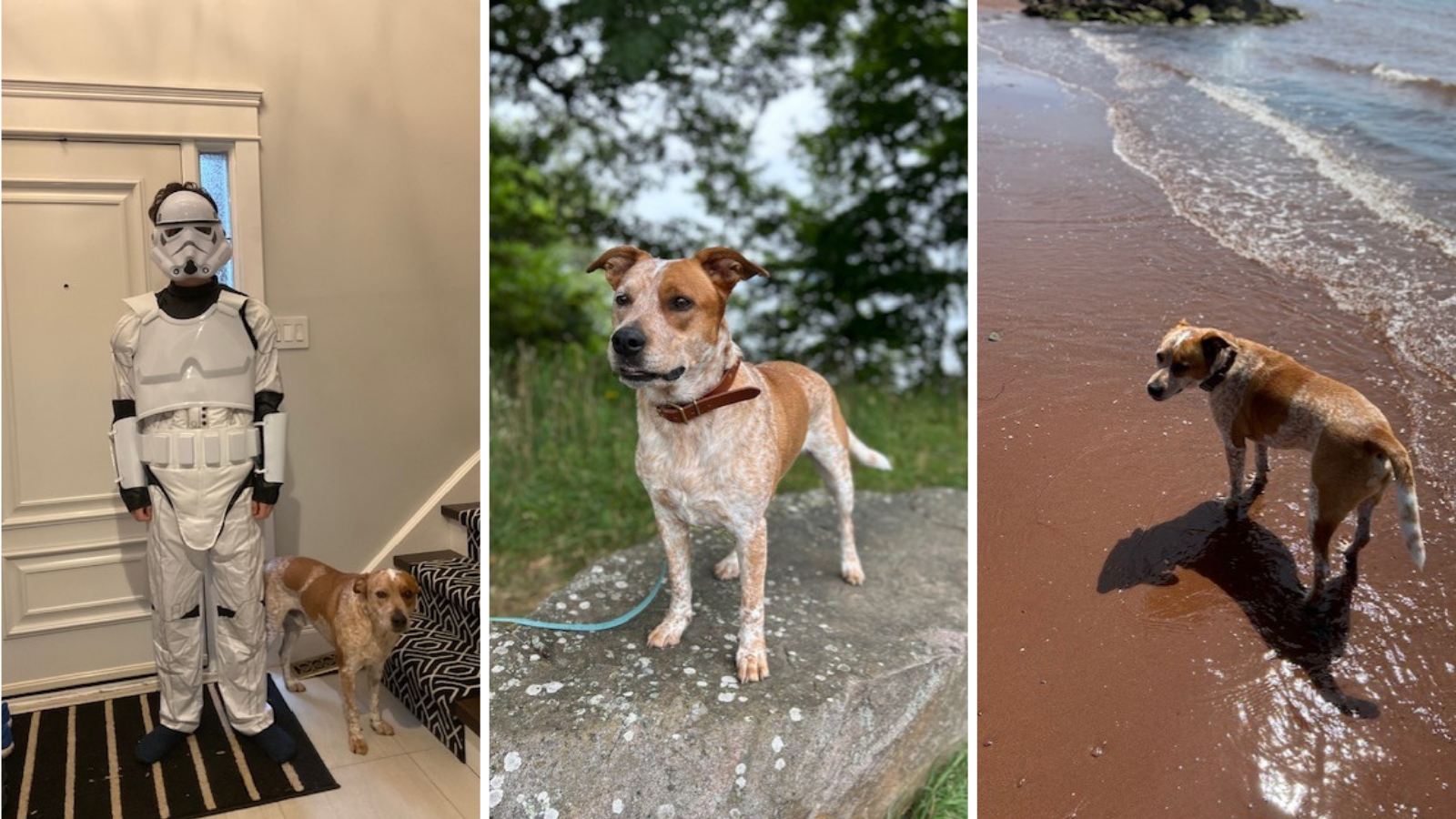 Dog adopted from Toronto Humane Society