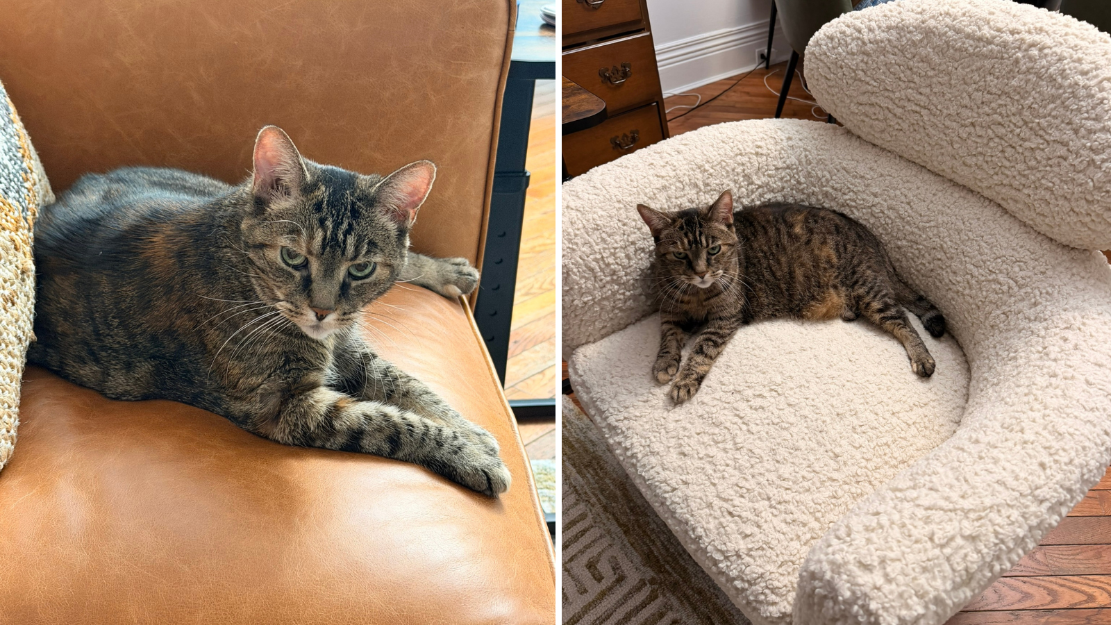 Cat adopted from Toronto Humane Society