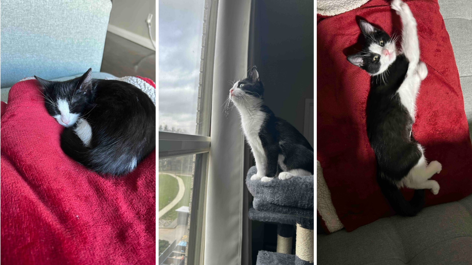 Cat adopted from Toronto Humane Society