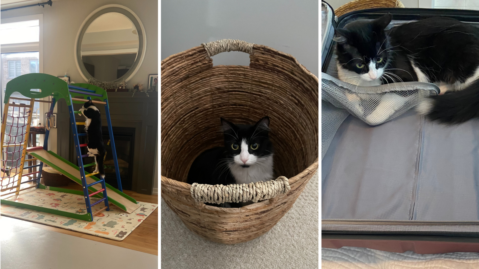 Cat adopted from Toronto Humane Society