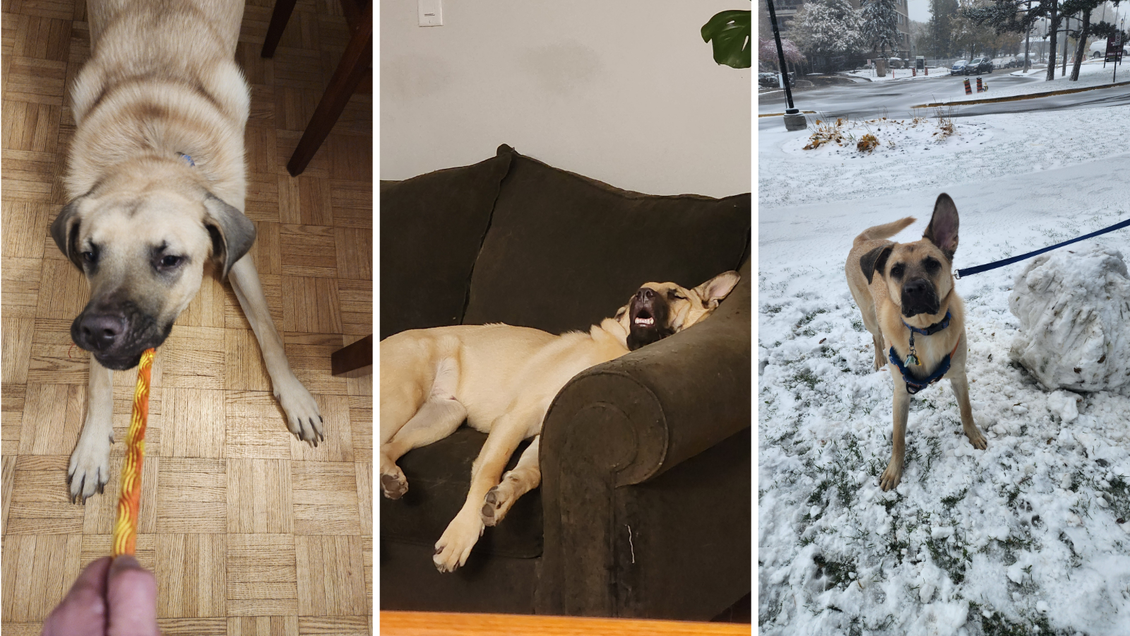 Dog adopted from Toronto Humane Society