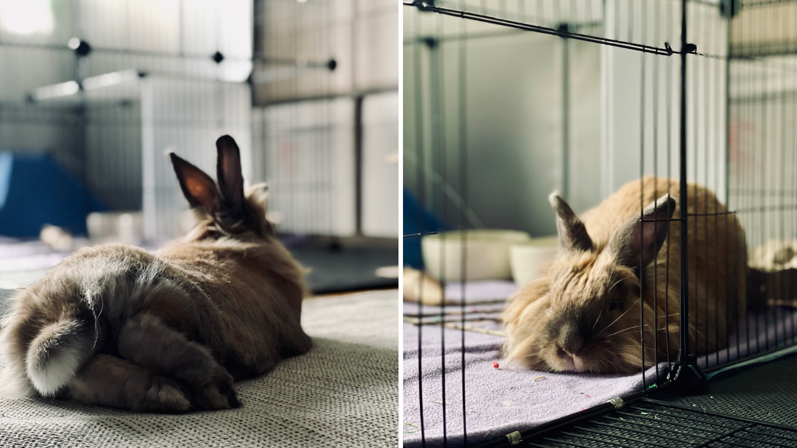 Rabbit adopted from Toronto Humane Society