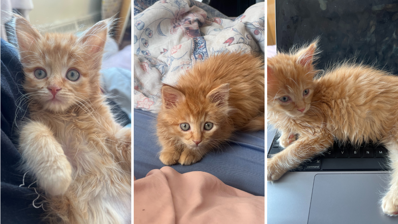 Cat adopted from Toronto Humane Society