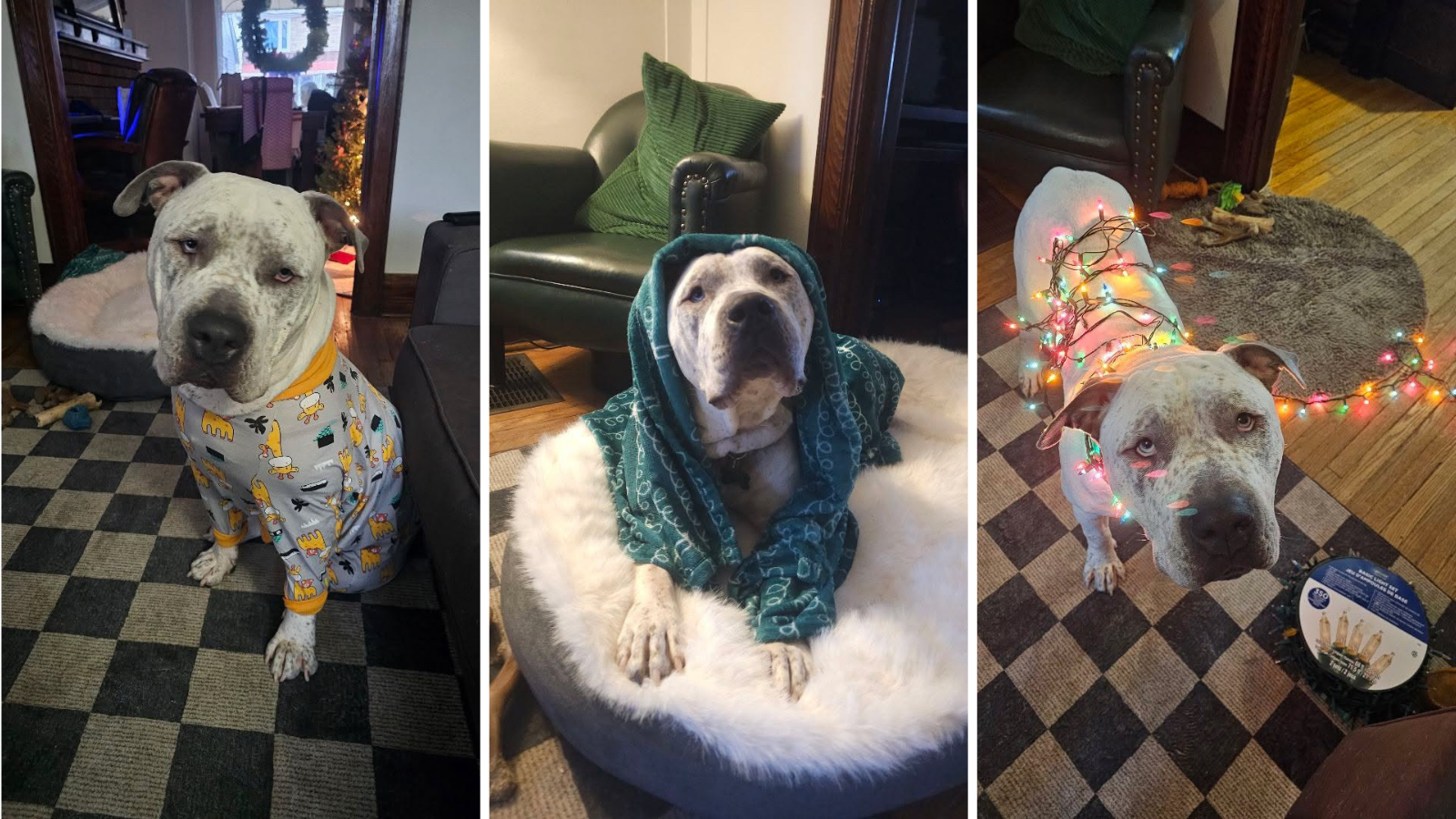 Dog adopted from Toronto Humane Society