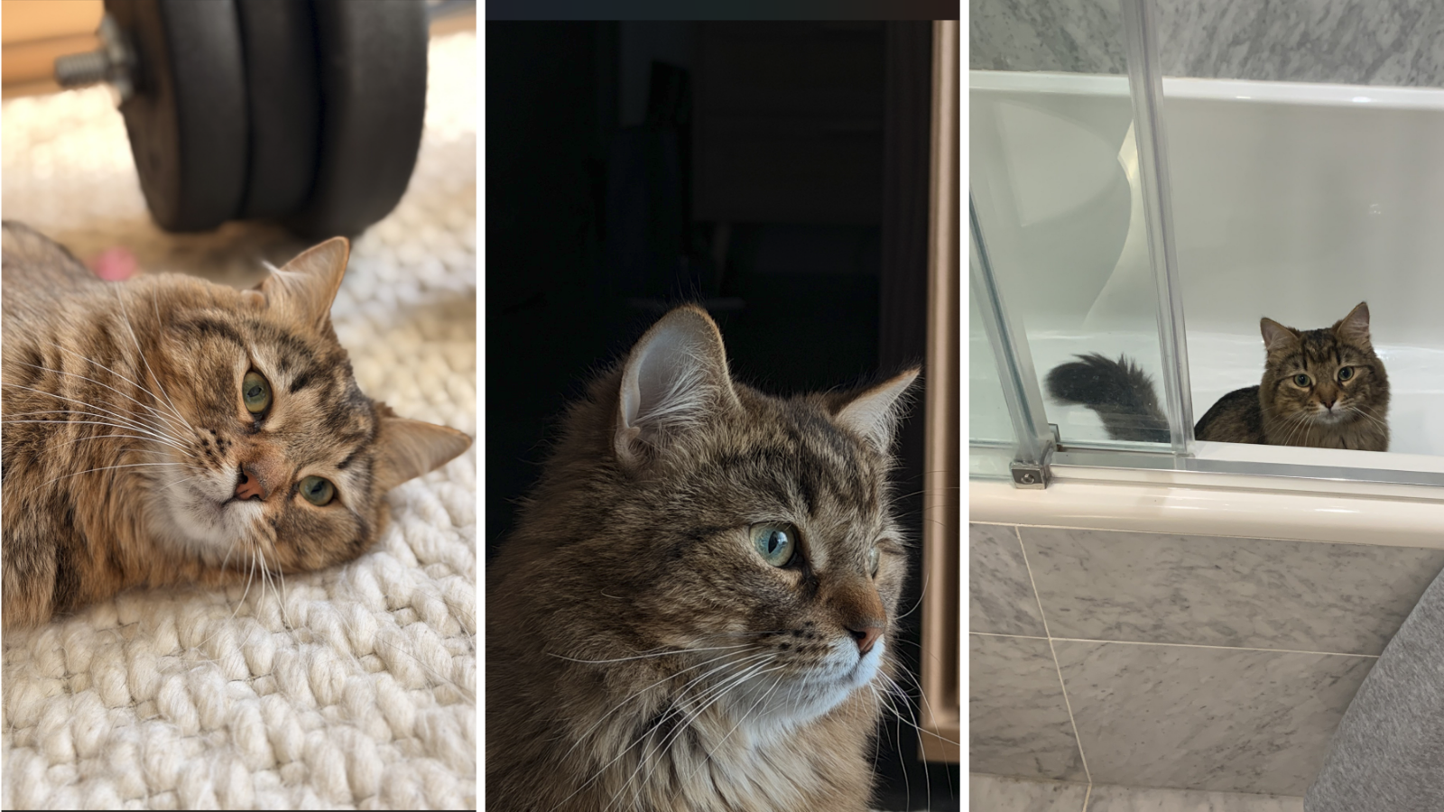 Cat adopted from Toronto Humane Society