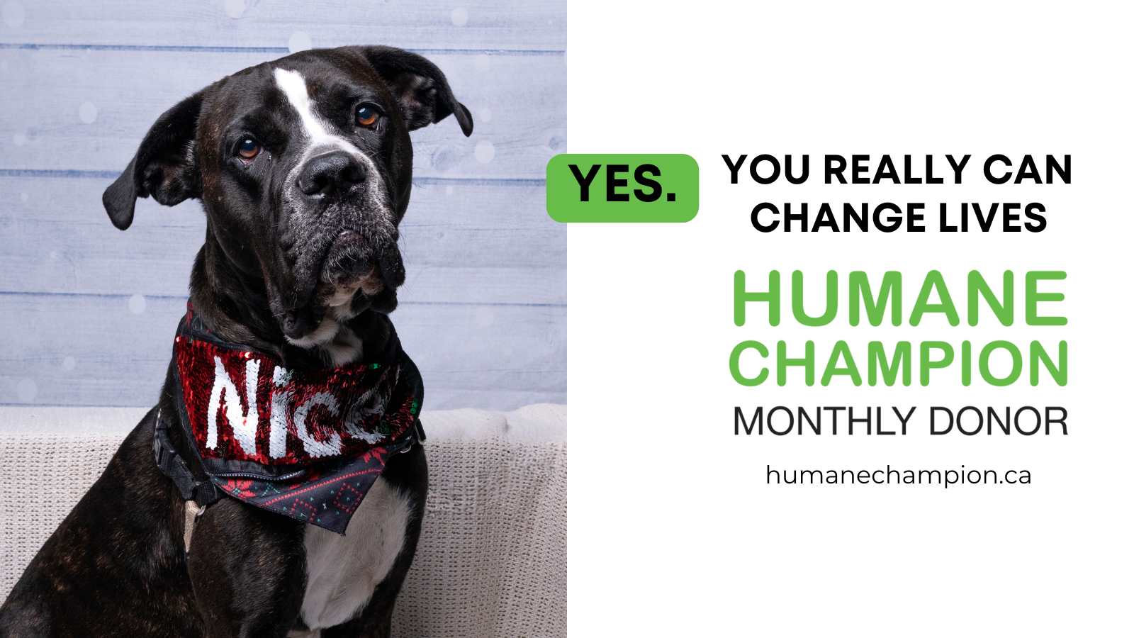 Dog Classy, our Humane Champion Story