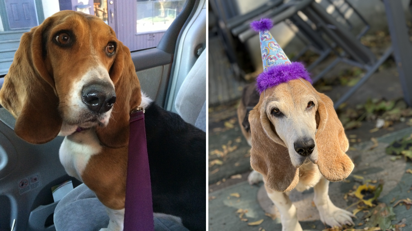 Dog Taylor, adopted from Toronto Humane Society