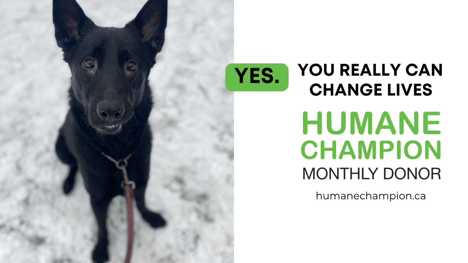 Dog, Lady Clement our Humane Champion Story