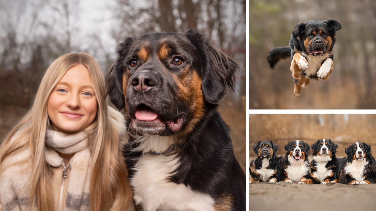 Dog adopted from Toronto Humane Society