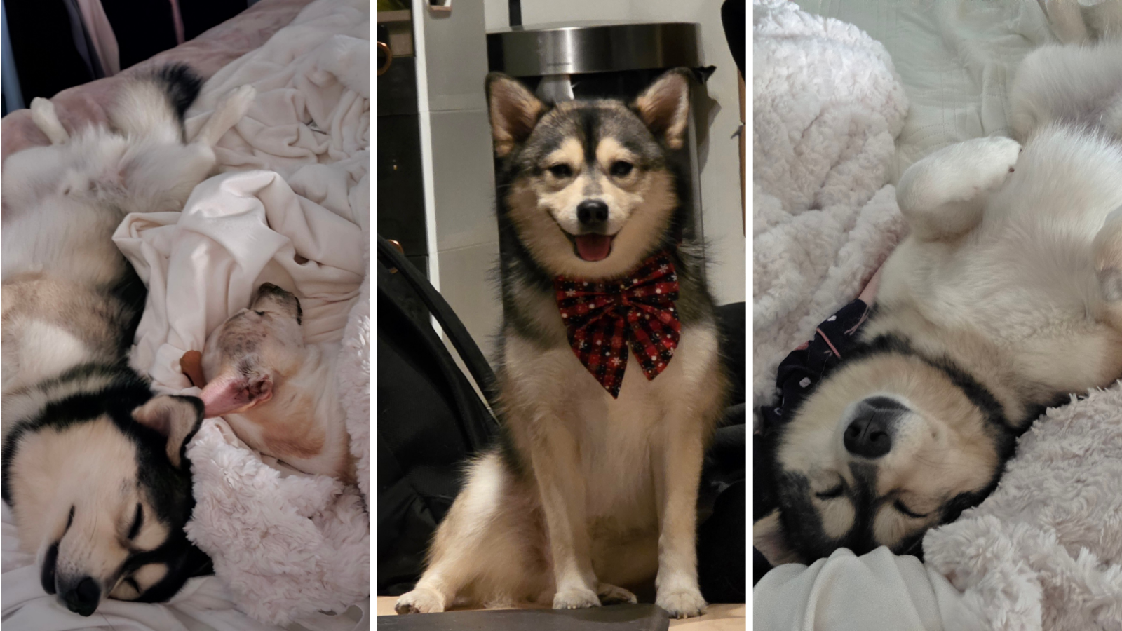 Dog adopted from Toronto Humane Society