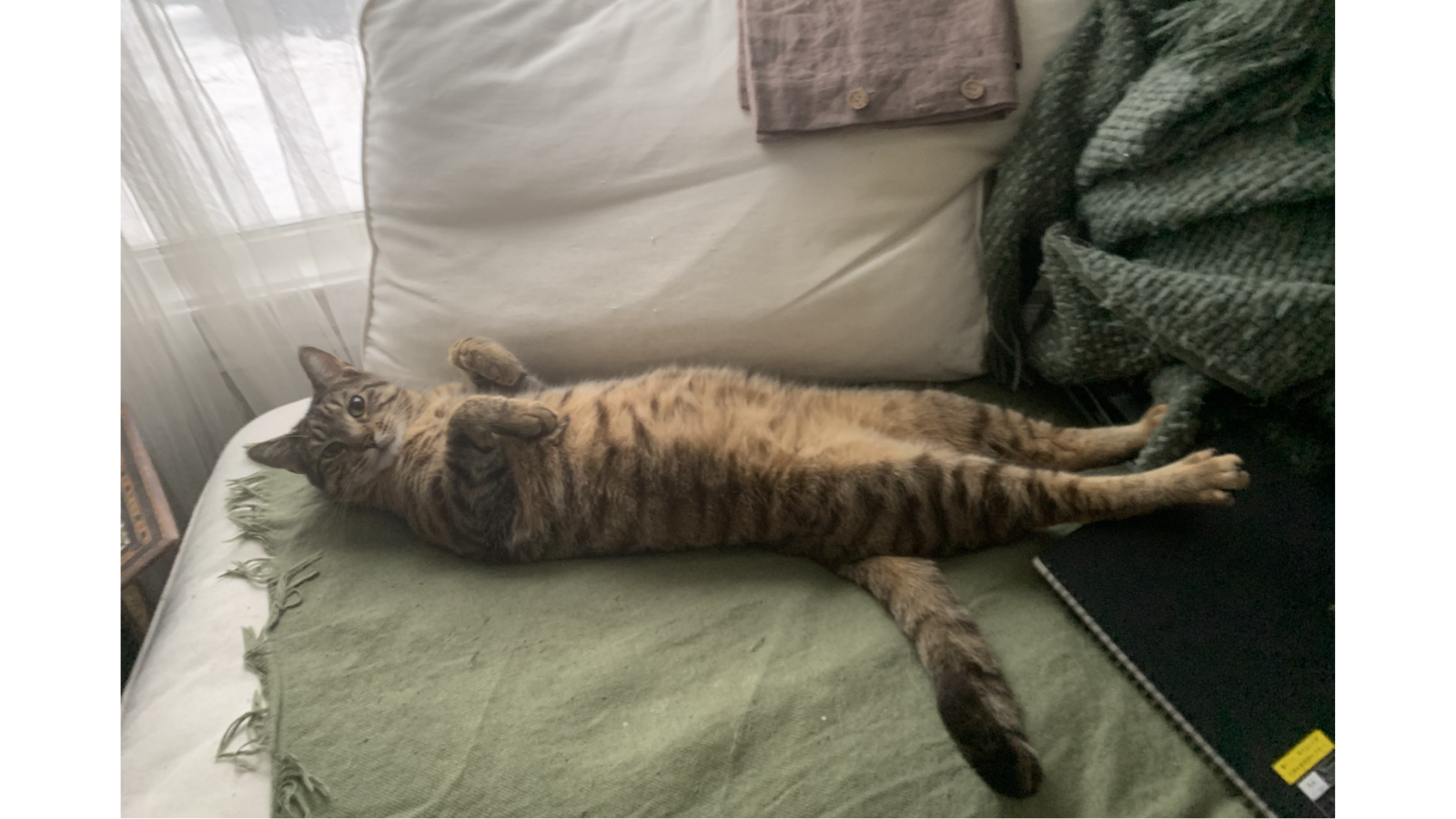 Cat adopted from Toronto Humane Society