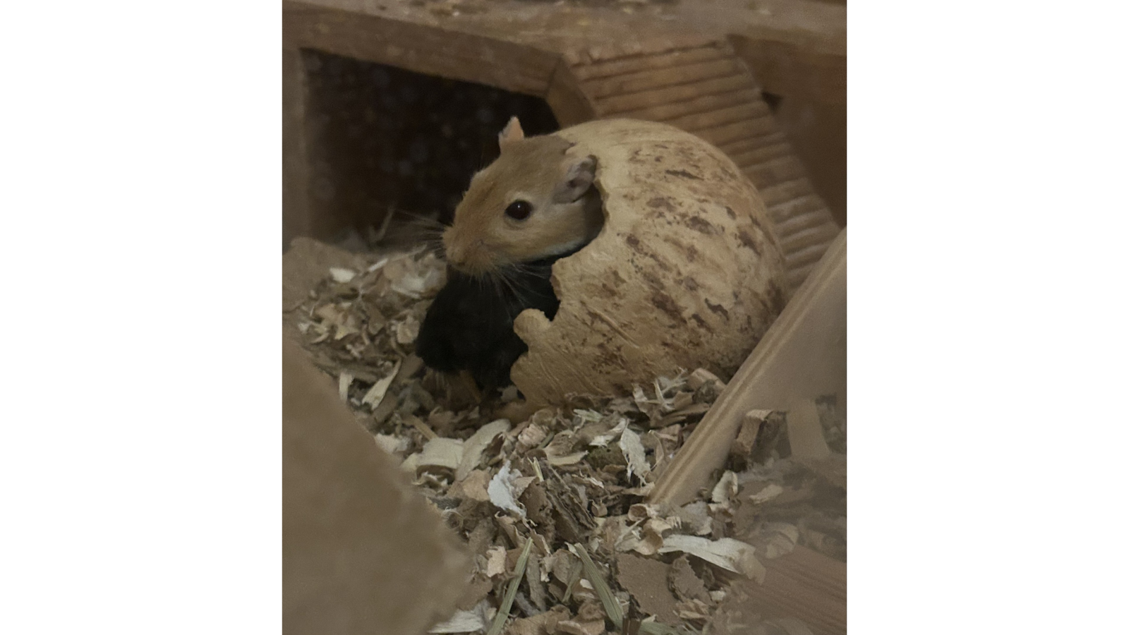 Gerbils adopted from Toronto Humane Society
