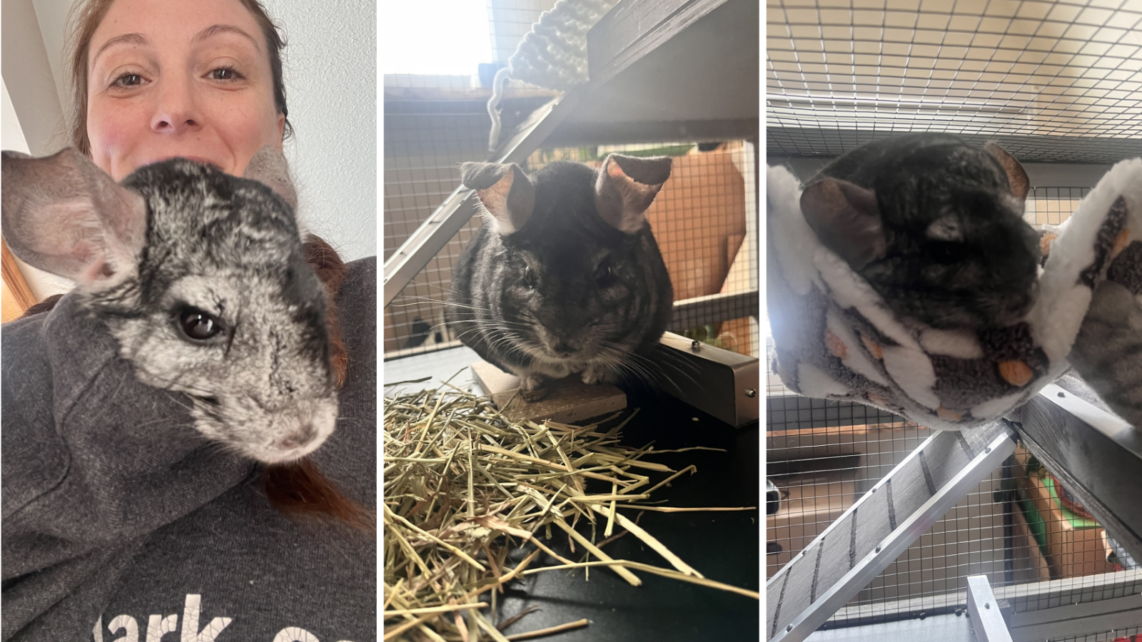 Chinchilla adopted from Toronto Humane Society