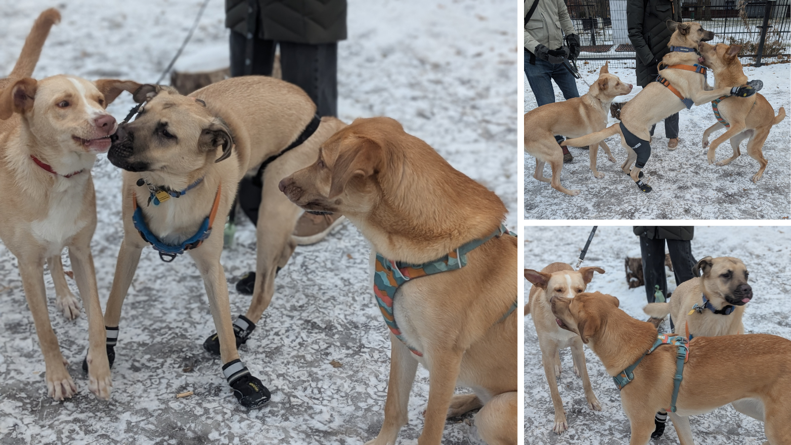 Dogs adopted from Toronto Humane Society
