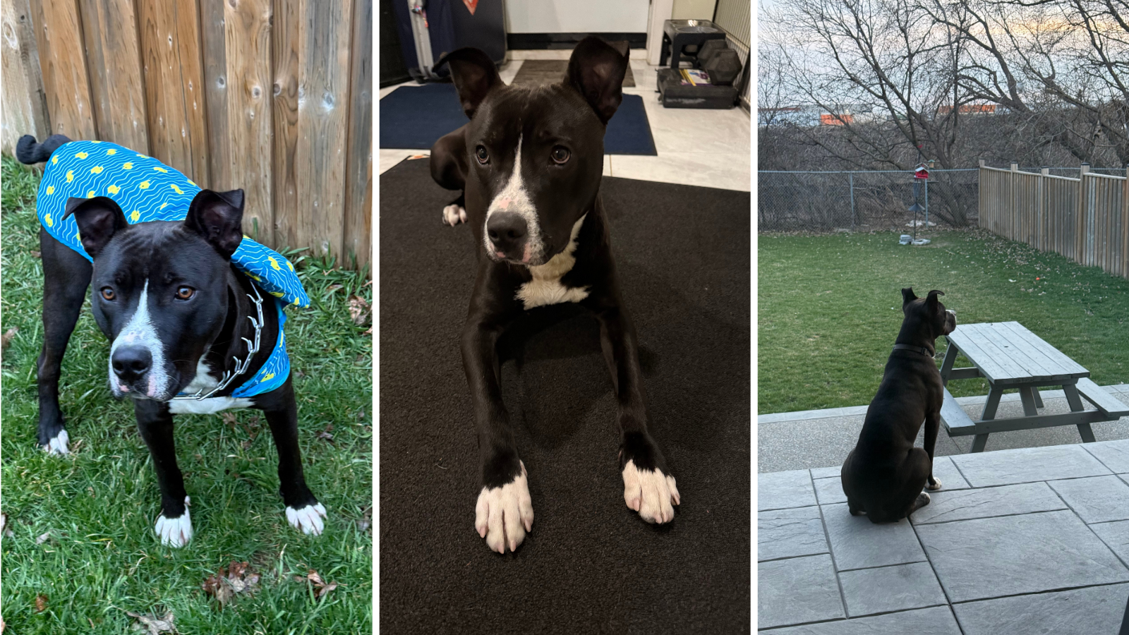 Dog adopted from Toronto Humane Society