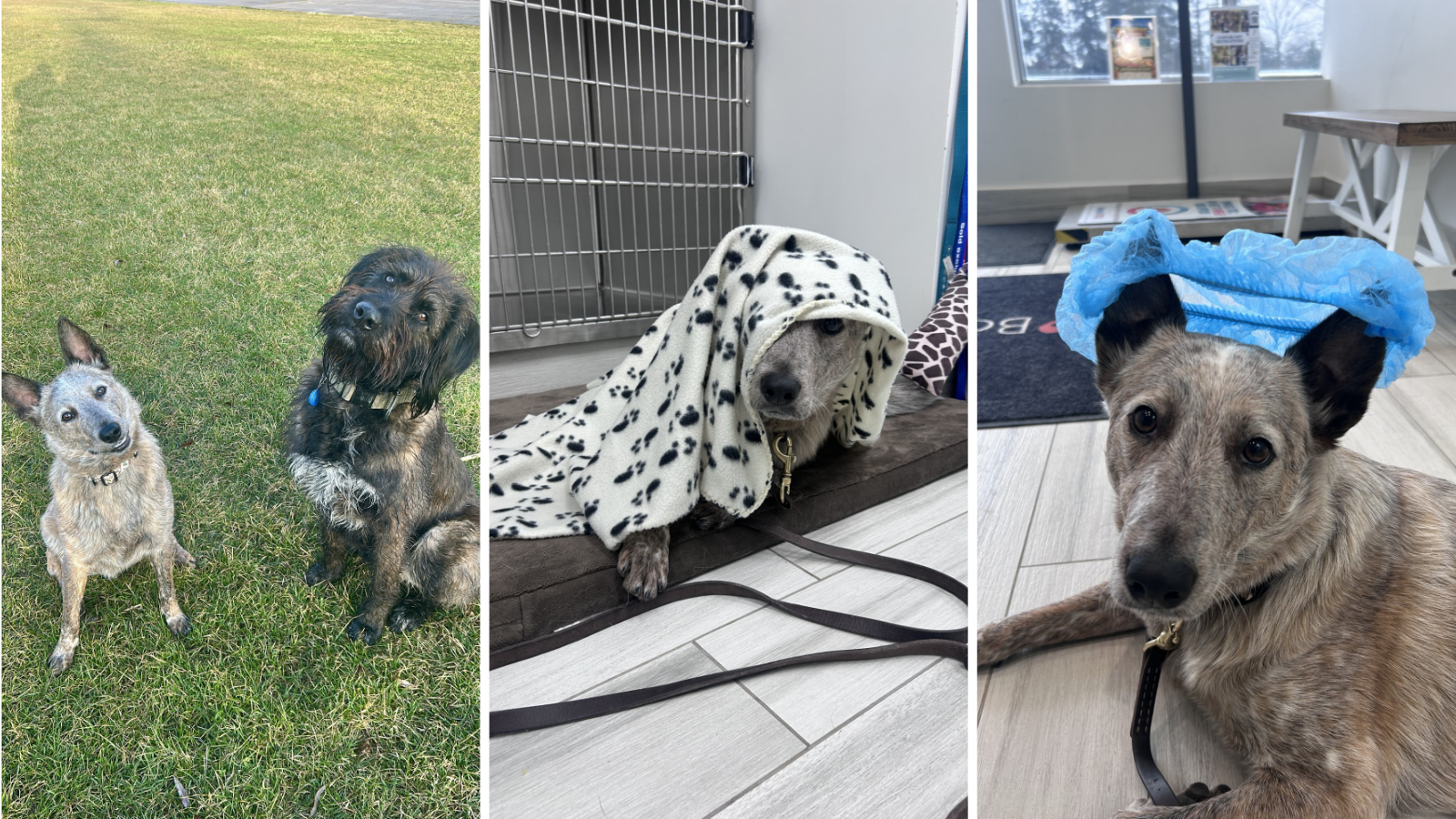 Dog Jimmy, adopted from Toronto Humane Society