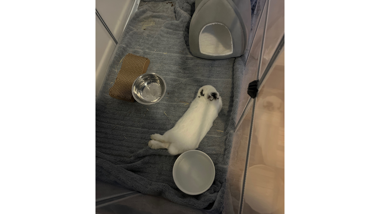 Rabbit adopted from Toronto Humane Society