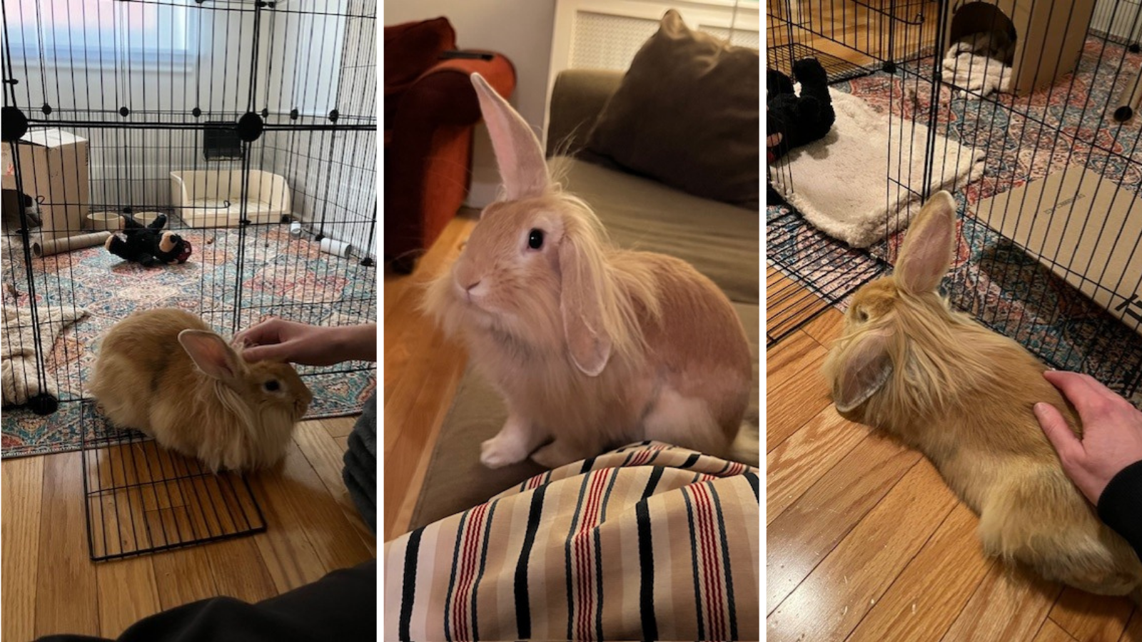 Rabbit adopted from Toronto Humane Society