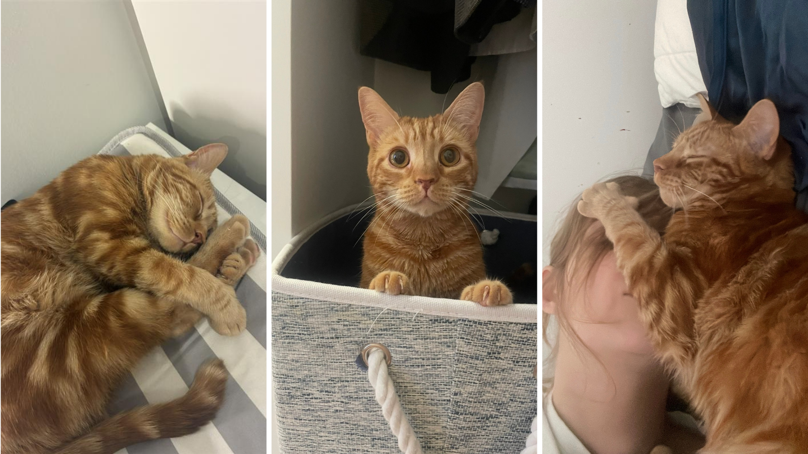 Cat adopted from Toronto Humane Society