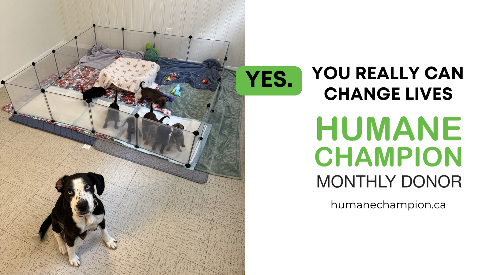 Dog, Joyce our Humane Champion Story