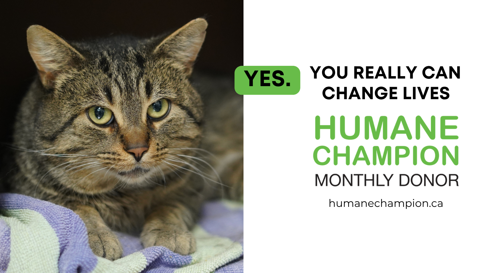 Cat Juno, our Humane Champion Story