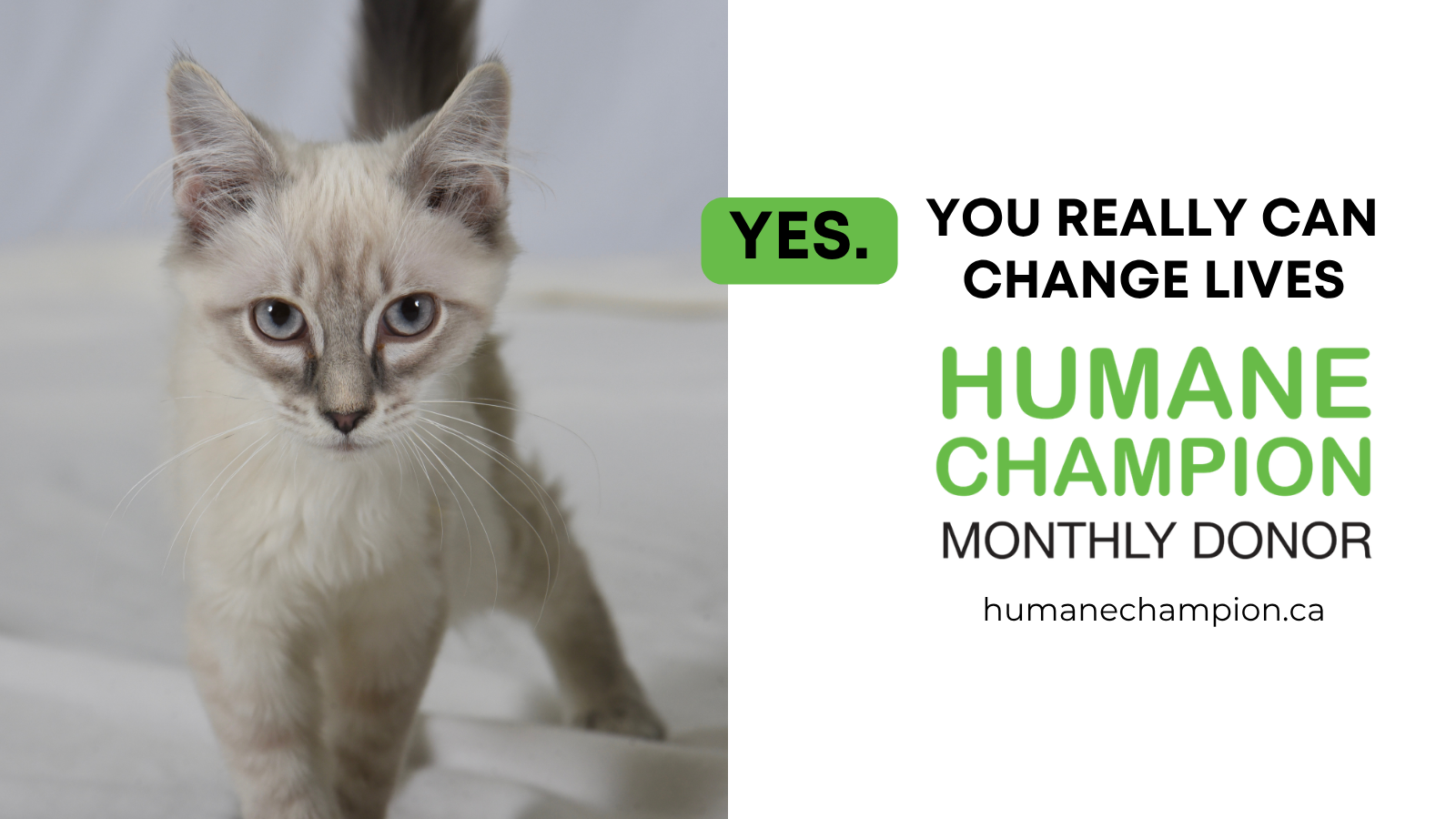 Cat Duckling our Humane Champion Story