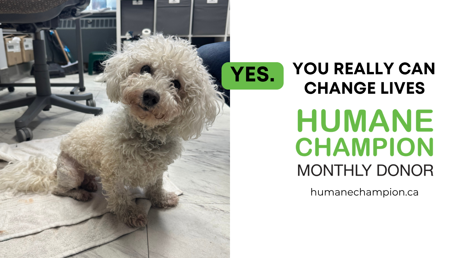 Dog Matilda our Humane Champion Story