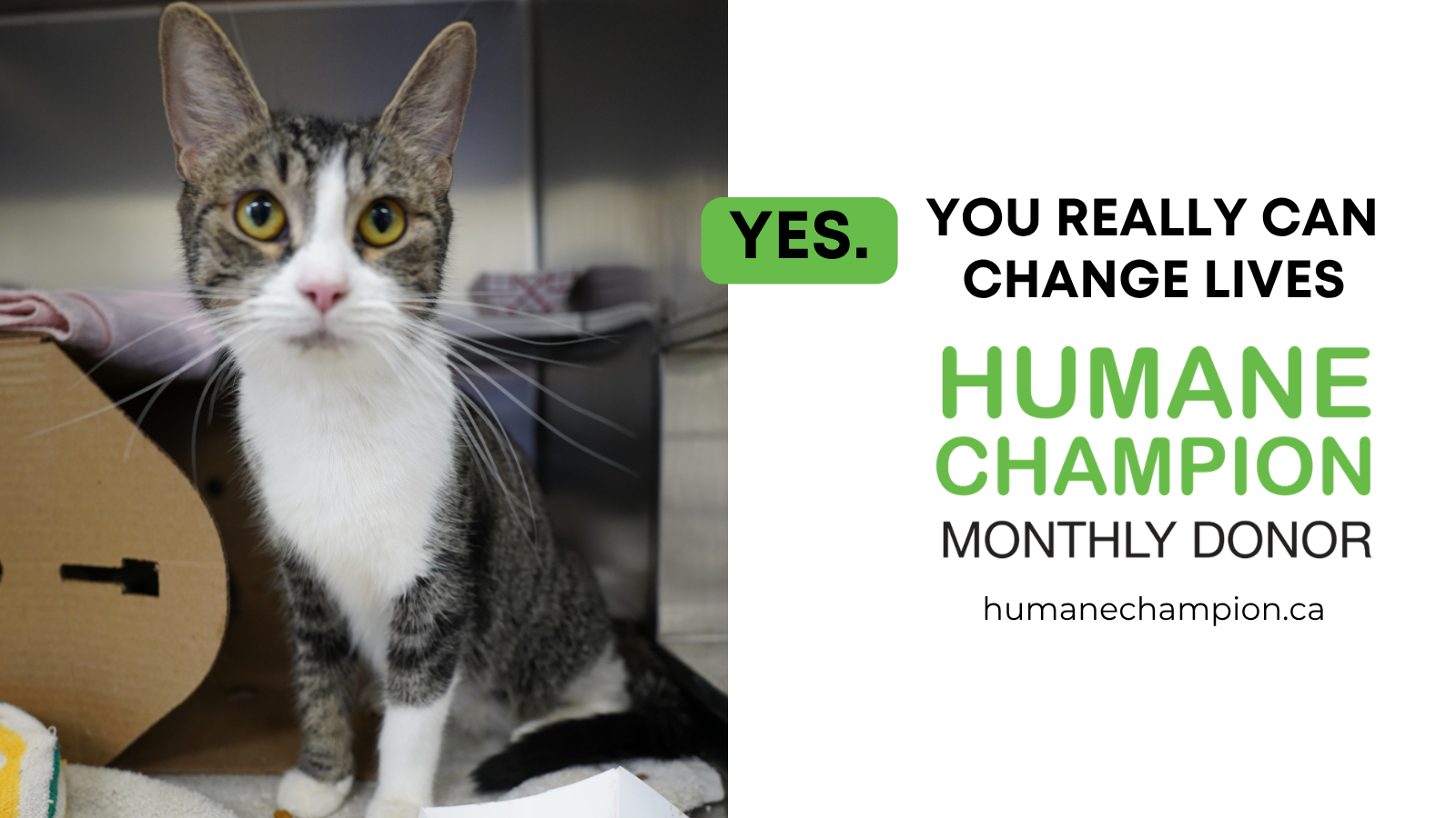 Cat Aroma our Humane Champion Story