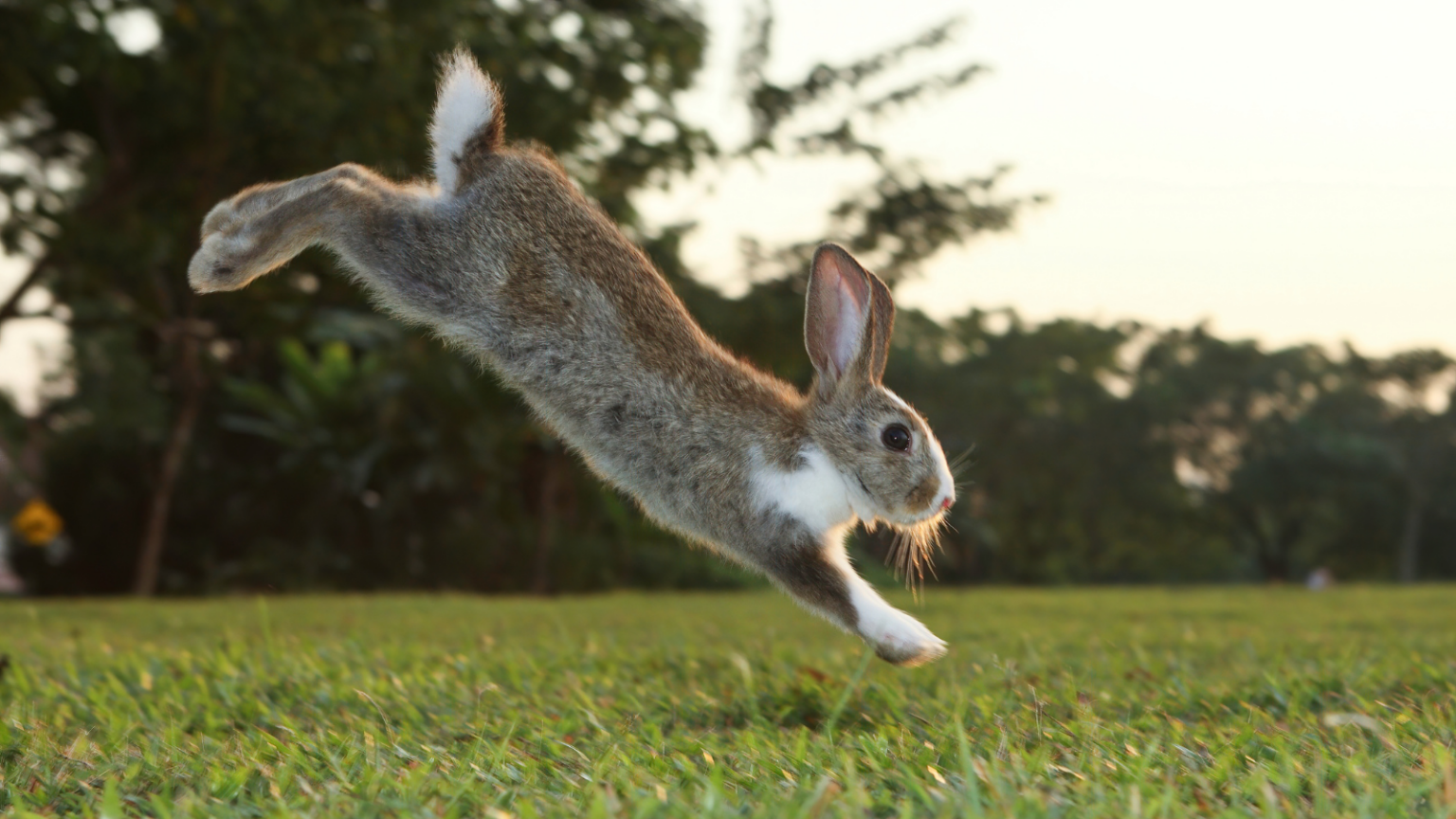 Why Do Rabbits “Binky”? - Toronto Humane Society