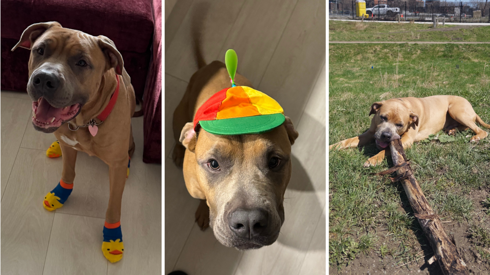 Bisou, dog adopted from Toronto Humane Society