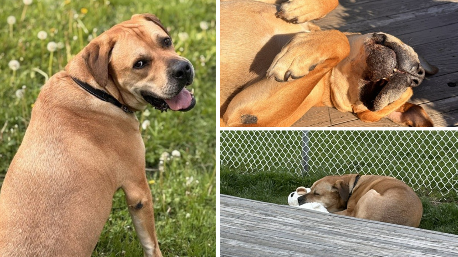 King, dog adopted from Toronto Humane Society