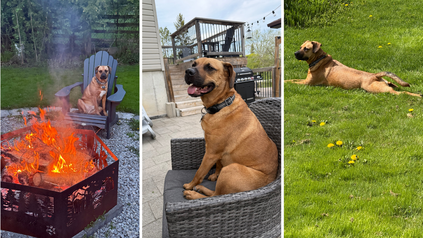Lyle, dog adopted from Toronto Humane Society