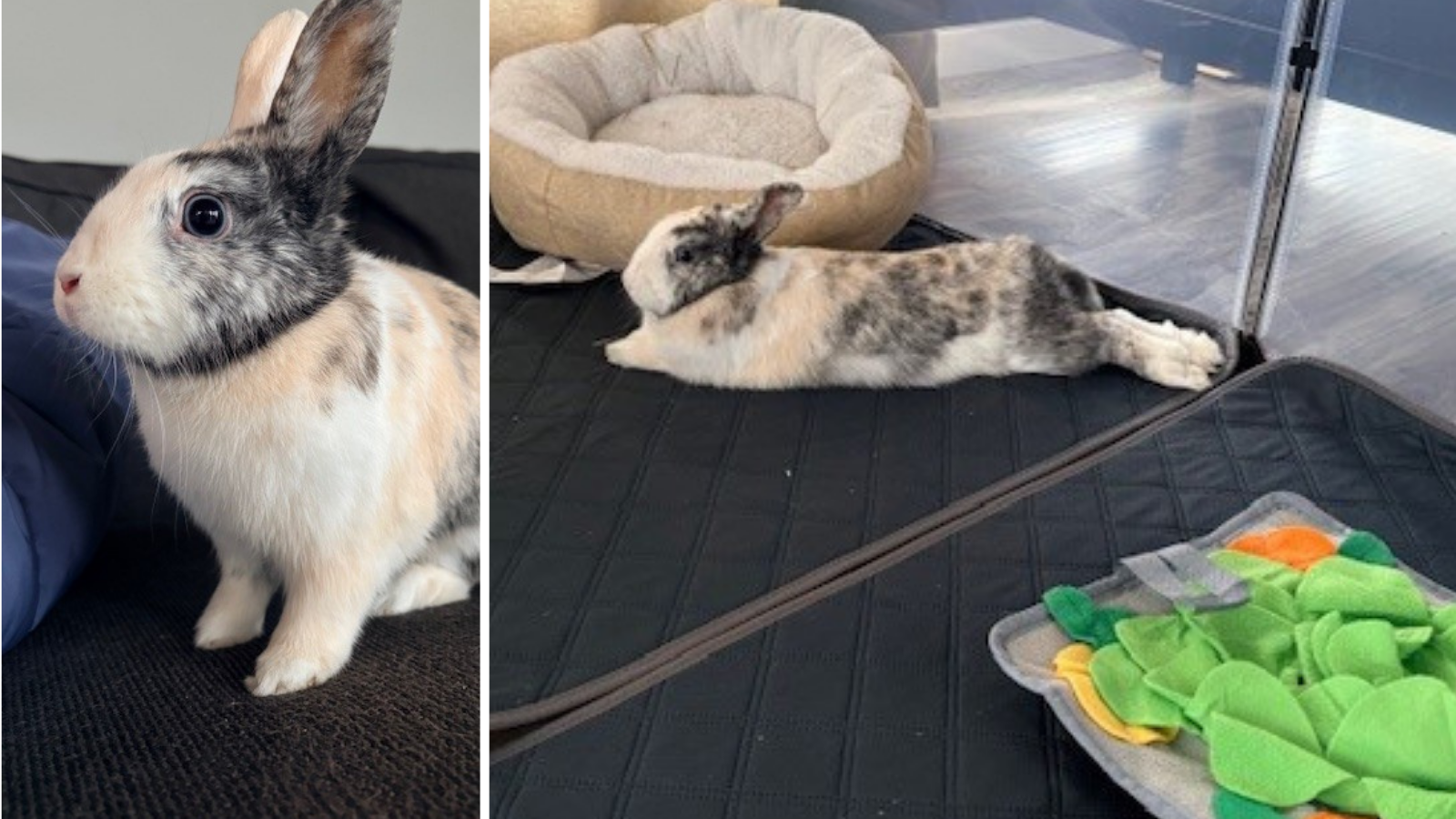 Rabbit, Whiskey adopted from Toronto Humane Society