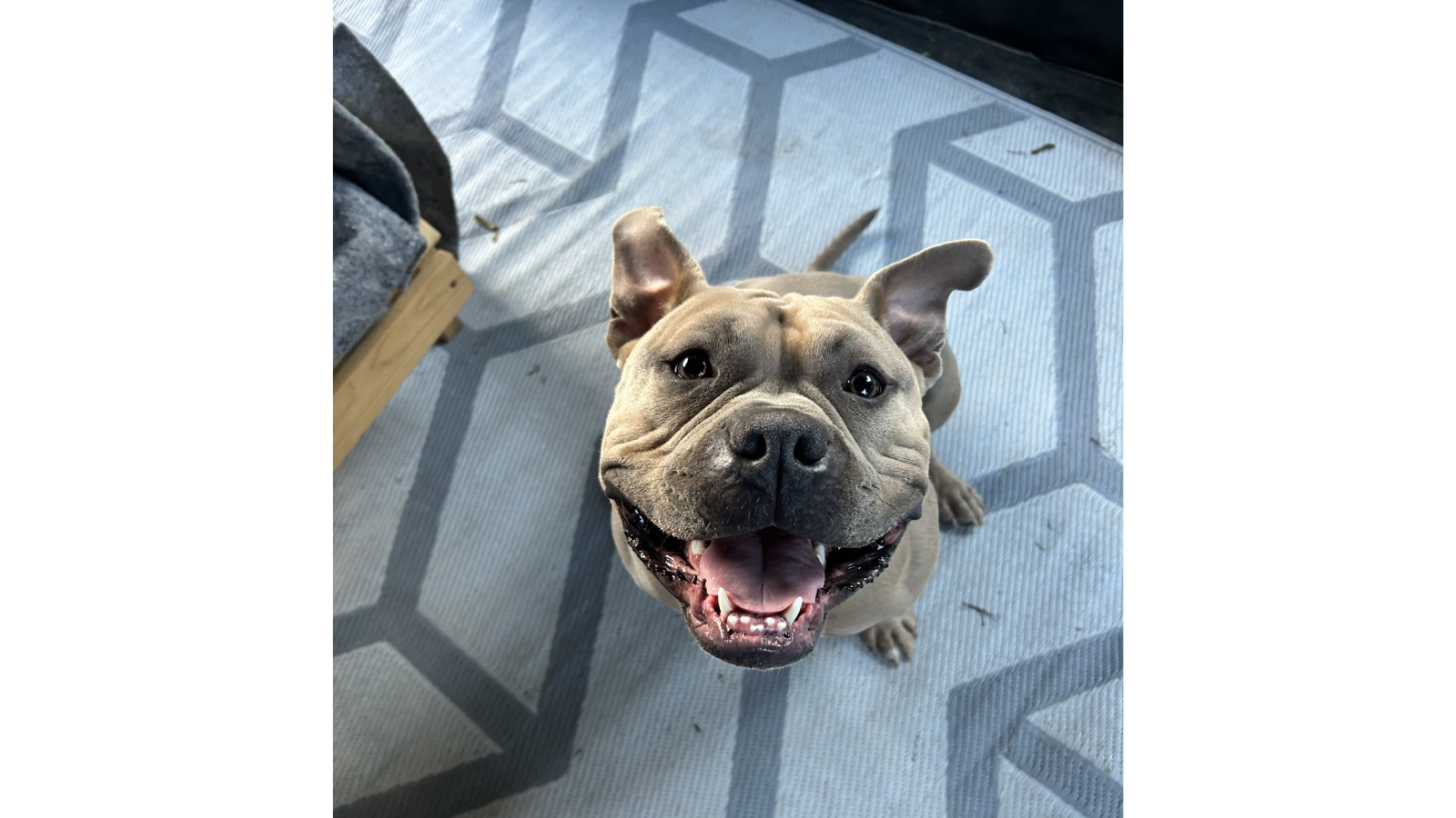 Dog adopted from Toronto Humane Society