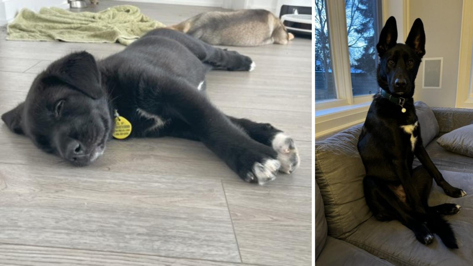 Lucky, Dog adopted from Toronto Humane Society